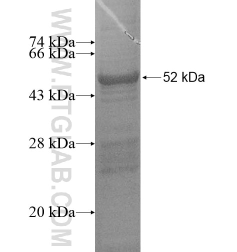 FAM81B fusion protein Ag15035 SDS-PAGE