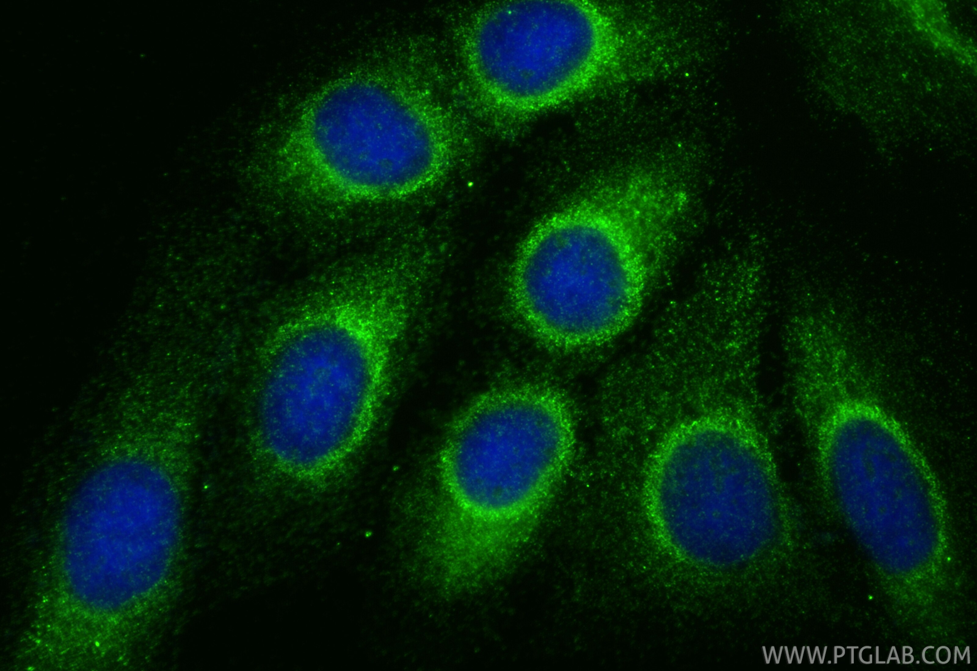Immunofluorescent analysis of (-20°C Ethanol) fixed U2OS cells using FAM82A1 antibody (33752-1-AP) at dilution of 1:400 and CoraLite®488-Conjugated Goat Anti-Rabbit IgG(H+L) (SA00013-2). Immunofluorescence (IF) / fluorescent staining of U2OS cells using FAM82A1 Polyclonal antibody (33752-1-AP)