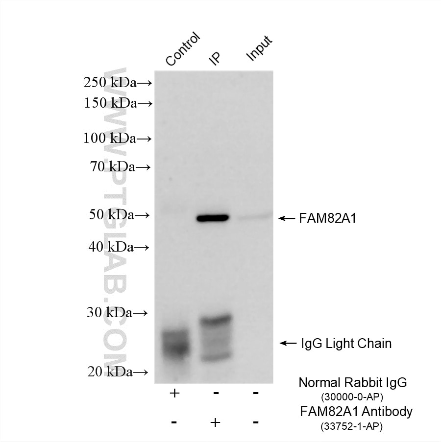 IP result of anti-FAM82A1 (IP:33752-1-AP, 4ug; Detection:33752-1-AP 1:2000) with U2OS cells lysate 760 ug. Immunoprecipitation (IP) experiment of U2OS cells using FAM82A1 Polyclonal antibody (33752-1-AP)