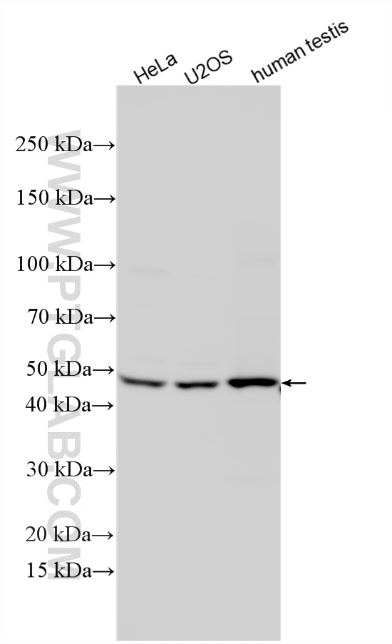 Various lysates were subjected to SDS PAGE followed by western blot with 33752-1-AP (FAM82A1 antibody) at dilution of 1:2000 incubated at room temperature for 1.5 hours. Western Blot (WB) analysis of various lysates using FAM82A1 Polyclonal antibody (33752-1-AP)
