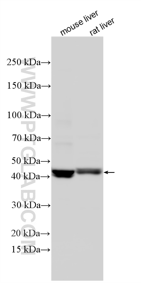 Various lysates were subjected to SDS PAGE followed by western blot with 33752-1-AP (FAM82A1 antibody) at dilution of 1:2000 incubated at room temperature for 1.5 hours. Western Blot (WB) analysis of various lysates using FAM82A1 Polyclonal antibody (33752-1-AP)