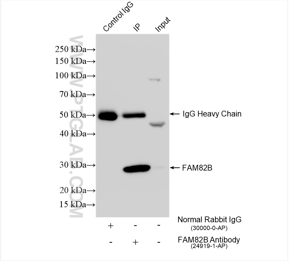 Immunoprecipitation (IP) experiment of HeLa cells using FAM82B Polyclonal antibody (24919-1-AP)
