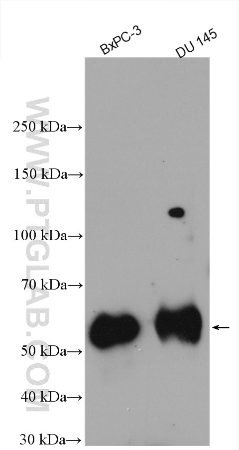 Western Blot (WB) analysis of various lysates using FAM83A Polyclonal antibody (20618-1-AP)