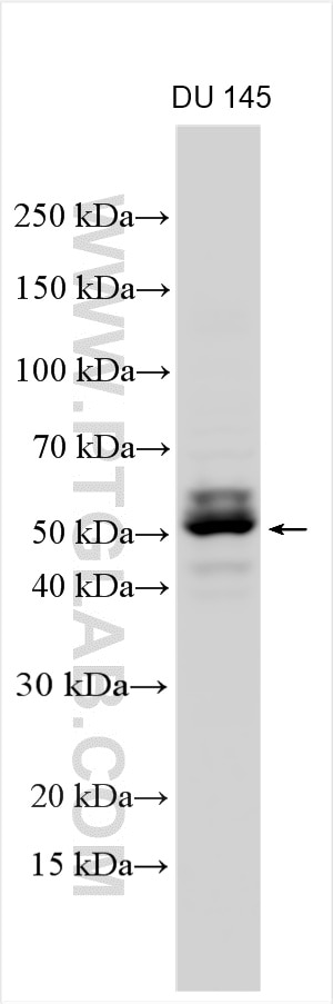 Western Blot (WB) analysis of various lysates using FAM83A Polyclonal antibody (29289-1-AP)