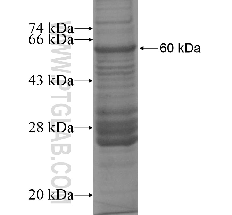 FAM83A fusion protein Ag14680 SDS-PAGE