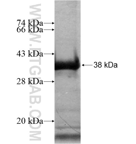 FAM83A fusion protein Ag15137 SDS-PAGE