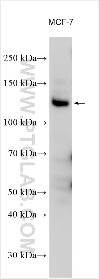 Western Blot (WB) analysis of various lysates using FAM83B Polyclonal antibody (26032-1-AP)