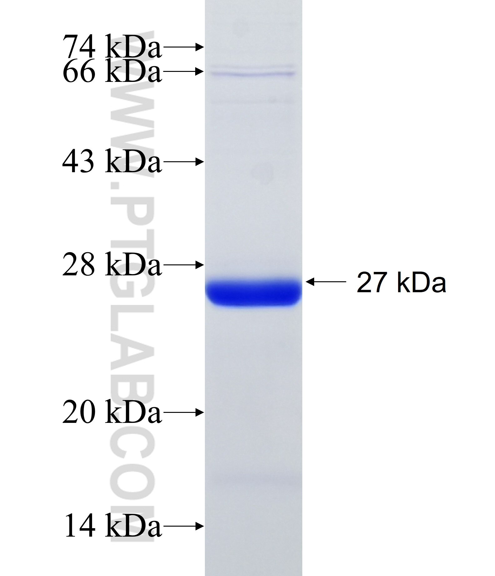 FAM83D fusion protein Ag34161 SDS-PAGE FAM83D fusion protein Ag34161 SDS-PAGE
