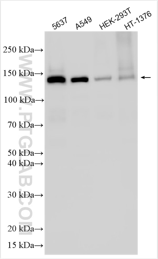 WB analysis using 31974-1-AP Western Blot (WB) analysis of various lysates using FAM83H Polyclonal antibody (31974-1-AP)