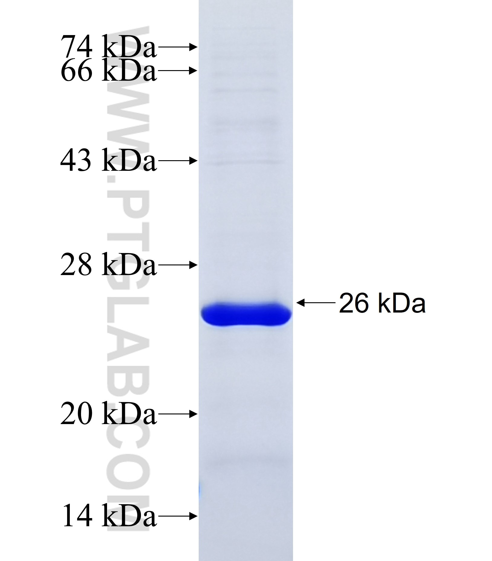 FAM83H fusion protein Ag37162 SDS-PAGE