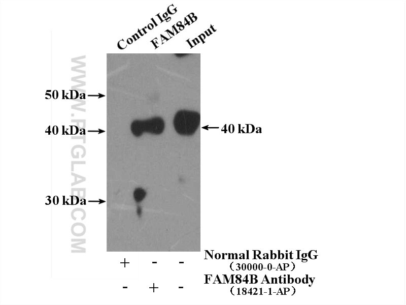 Immunoprecipitation (IP) experiment of HUVEC cells using FAM84B Polyclonal antibody (18421-1-AP)