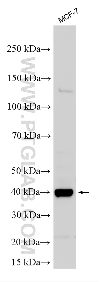 Western Blot (WB) analysis of various lysates using FAM84B Polyclonal antibody (18421-1-AP)
