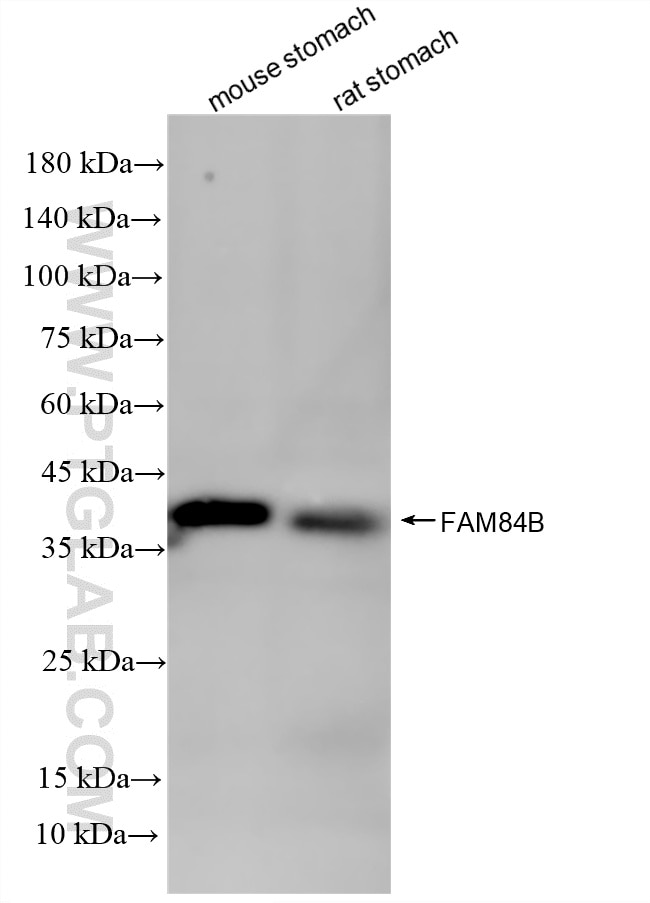 Western Blot (WB) analysis of various lysates using FAM84B Recombinant monoclonal antibody (87176-3-RR)