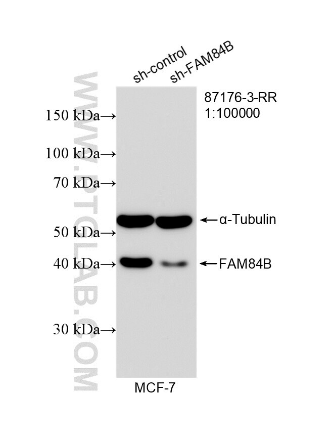 Western Blot (WB) analysis of MCF-7 cells using FAM84B Recombinant monoclonal antibody (87176-3-RR)