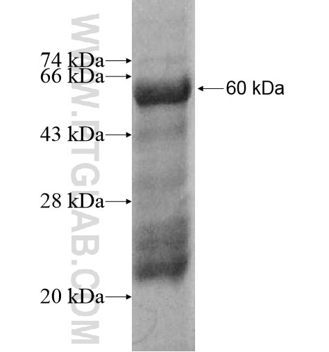 FAM84B fusion protein Ag13243 SDS-PAGE