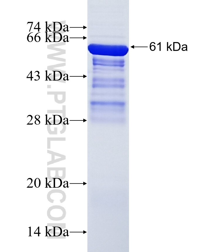 FAM84B fusion protein Ag13243 SDS-PAGE