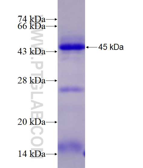 FAM84B fusion protein Ag13403 SDS-PAGE