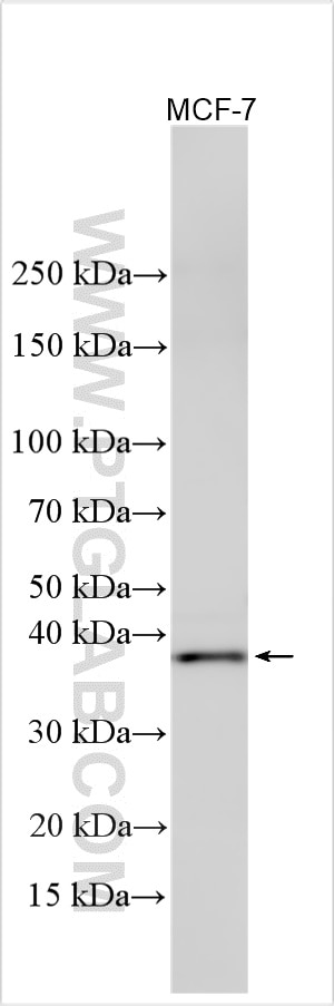 Western Blot (WB) analysis of various lysates using FAM86A Polyclonal antibody (32472-1-AP)