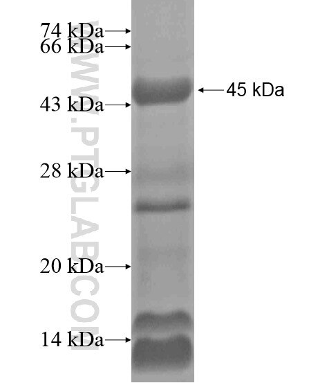 FAM8A1 fusion protein Ag20476 SDS-PAGE