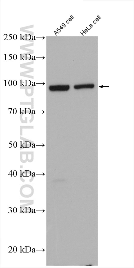 Western Blot (WB) analysis of A549 cells using FAM91A1 Polyclonal antibody (27738-1-AP)