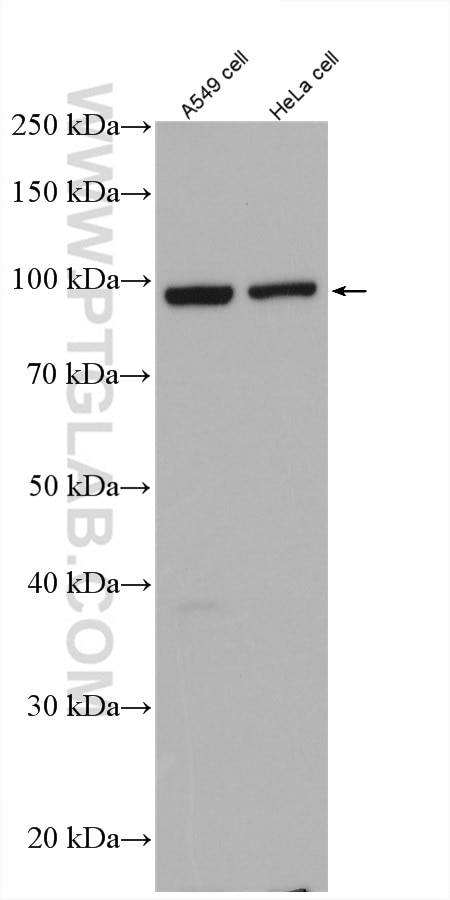 WB analysis of A549 using 27738-1-AP