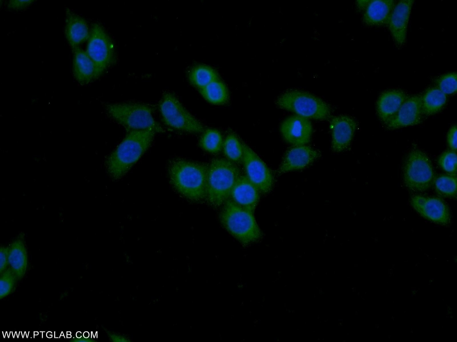 Immunofluorescence (IF) / fluorescent staining of HeLa cells using FAM92A1 Polyclonal antibody (24803-1-AP)