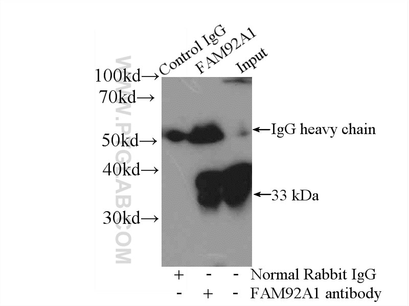 Immunoprecipitation (IP) experiment of HeLa cells using FAM92A1 Polyclonal antibody (24803-1-AP)