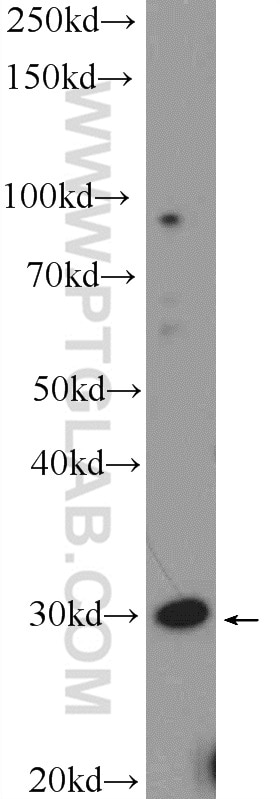 Western Blot (WB) analysis of HeLa cells using FAM92A1 Polyclonal antibody (24803-1-AP)