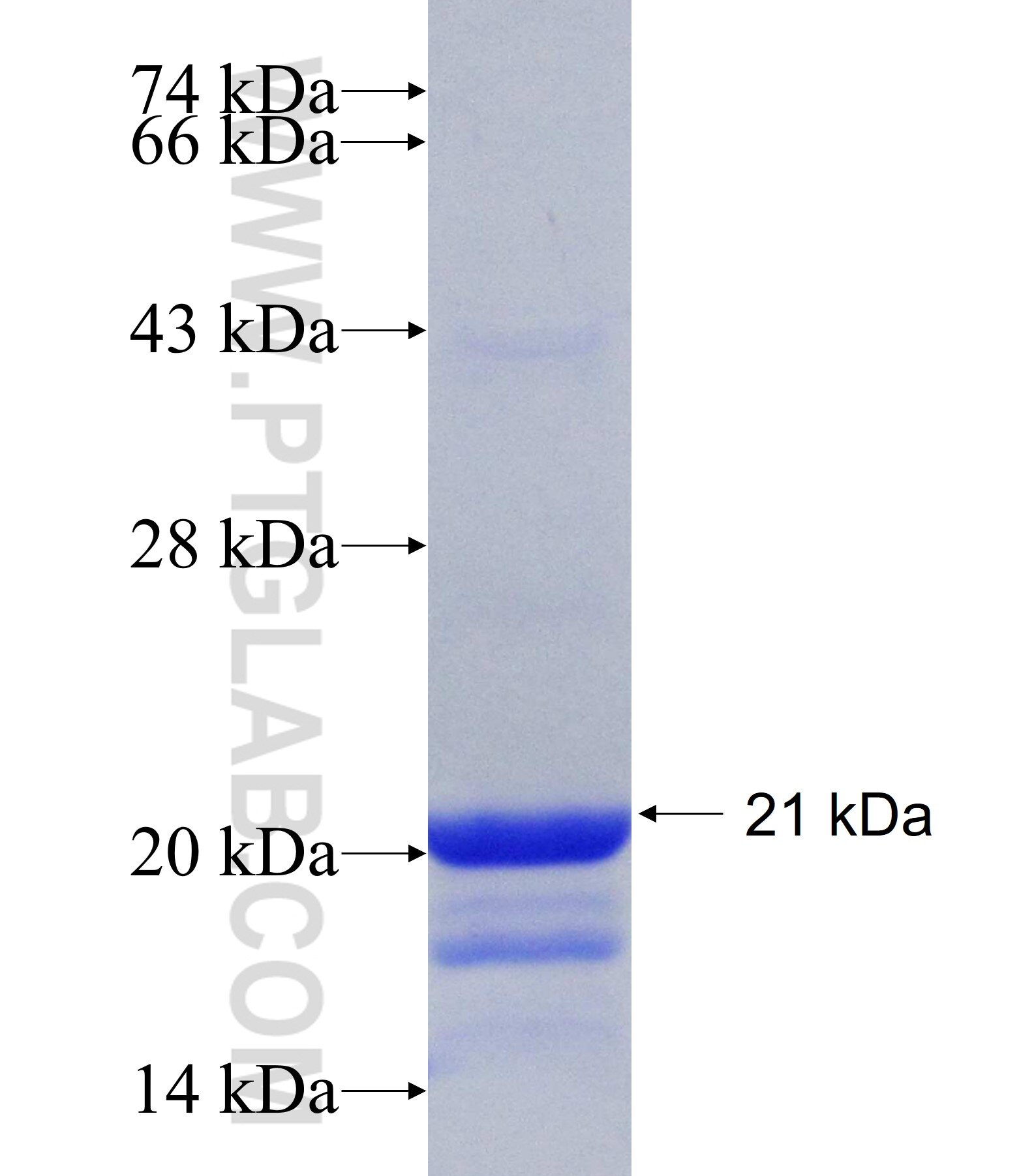 FAM92A1 fusion protein Ag20702 SDS-PAGE