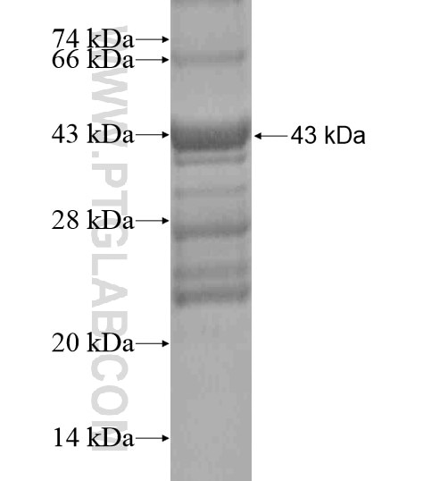 FAM92A1 fusion protein Ag20738 SDS-PAGE