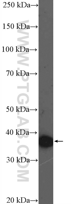 Western Blot (WB) analysis of COLO 320 cells using FAM92B Polyclonal antibody (26413-1-AP)