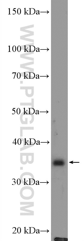 Western Blot (WB) analysis of mouse small intestine tissue using FAM92B Polyclonal antibody (26413-1-AP)