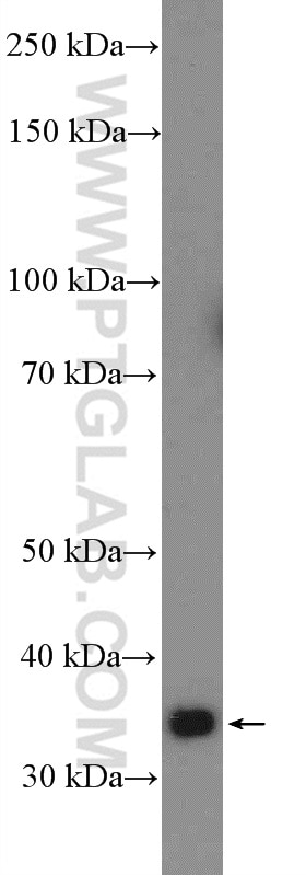 Western Blot (WB) analysis of HeLa cells using FAM92B Polyclonal antibody (26413-1-AP)