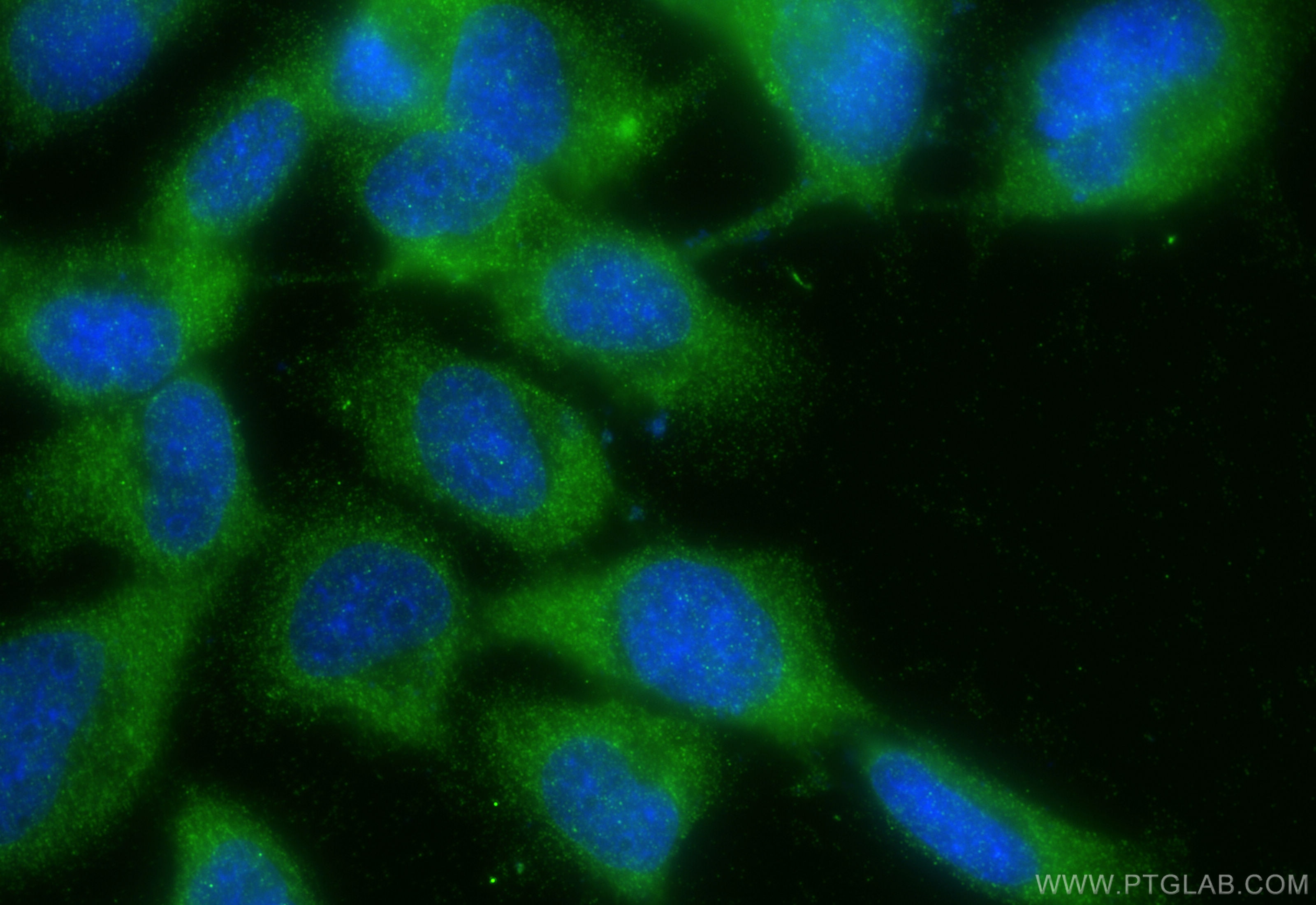 Immunofluorescence (IF) / fluorescent staining of U-251 cells using FAM96A Polyclonal antibody (20776-1-AP)