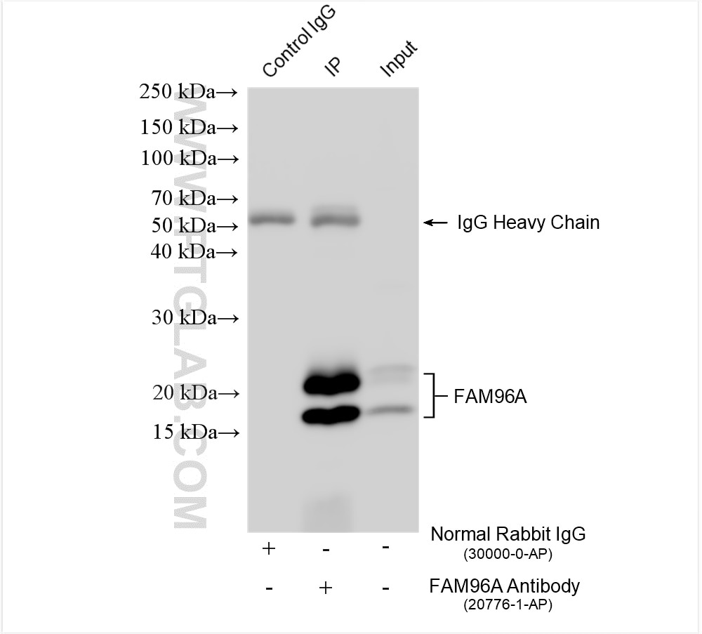Immunoprecipitation (IP) experiment of THP-1 cells using FAM96A Polyclonal antibody (20776-1-AP)