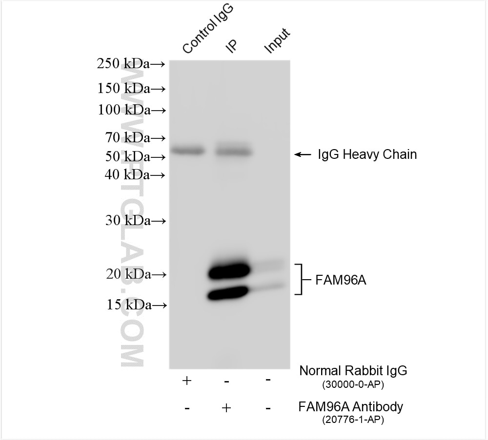 Immunoprecipitation (IP) experiment of U-937 cells using FAM96A Polyclonal antibody (20776-1-AP)