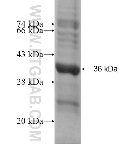 FAM96A fusion protein Ag14770 SDS-PAGE