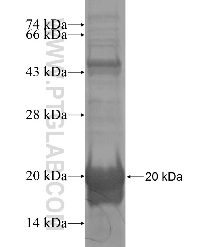 FAM96A fusion protein Ag16959 SDS-PAGE