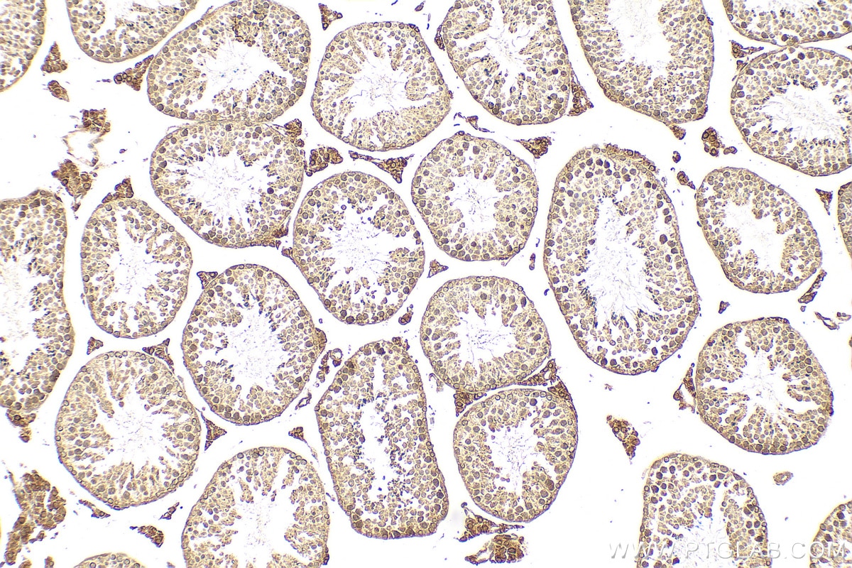 IHC staining of mouse testis using 20108-1-AP
