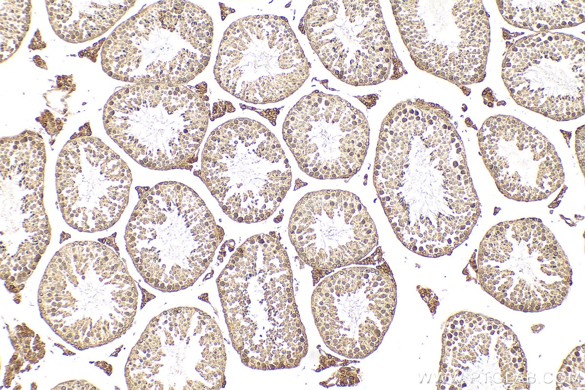 Immunohistochemistry (IHC) staining of mouse testis tissue using FAM96B Polyclonal antibody (20108-1-AP)