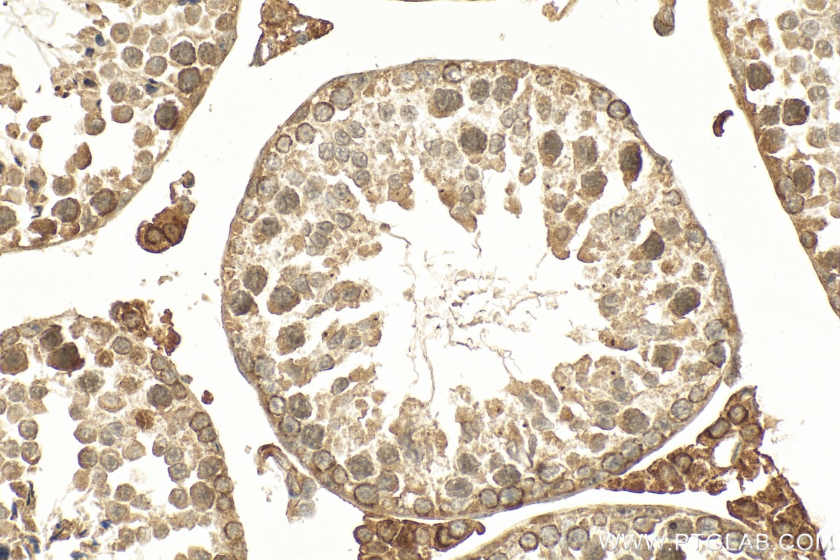 Immunohistochemistry (IHC) staining of mouse testis tissue using FAM96B Polyclonal antibody (20108-1-AP)