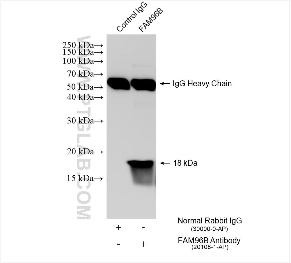 Immunoprecipitation (IP) experiment of K-562 cells using FAM96B Polyclonal antibody (20108-1-AP)