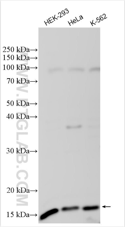 Western Blot (WB) analysis of various lysates using FAM96B Polyclonal antibody (20108-1-AP)