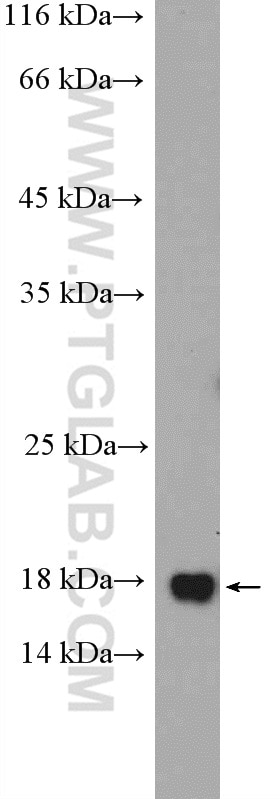 WB analysis of HEK-293 using 20108-1-AP