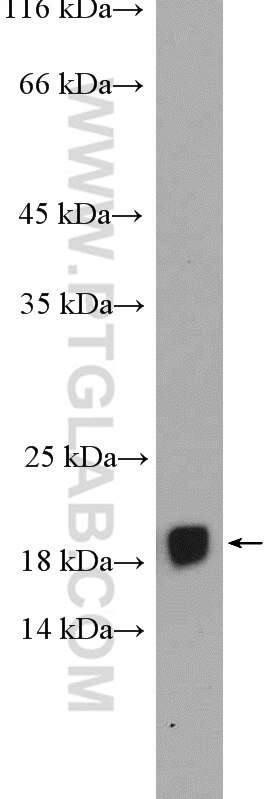 Western Blot (WB) analysis of K-562 cells using FAM96B Polyclonal antibody (20108-1-AP)