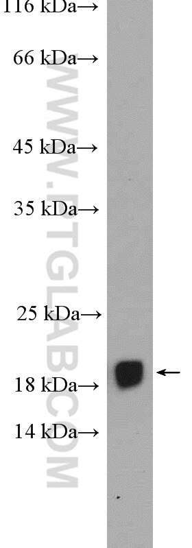 WB analysis of K-562 using 20108-1-AP