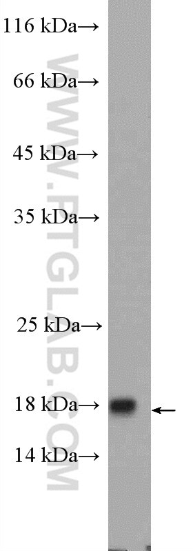 Western Blot (WB) analysis of Ramos cells using FAM96B Polyclonal antibody (20108-1-AP)