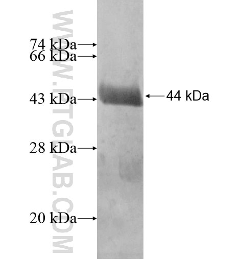 FAM96B fusion protein Ag13827 SDS-PAGE