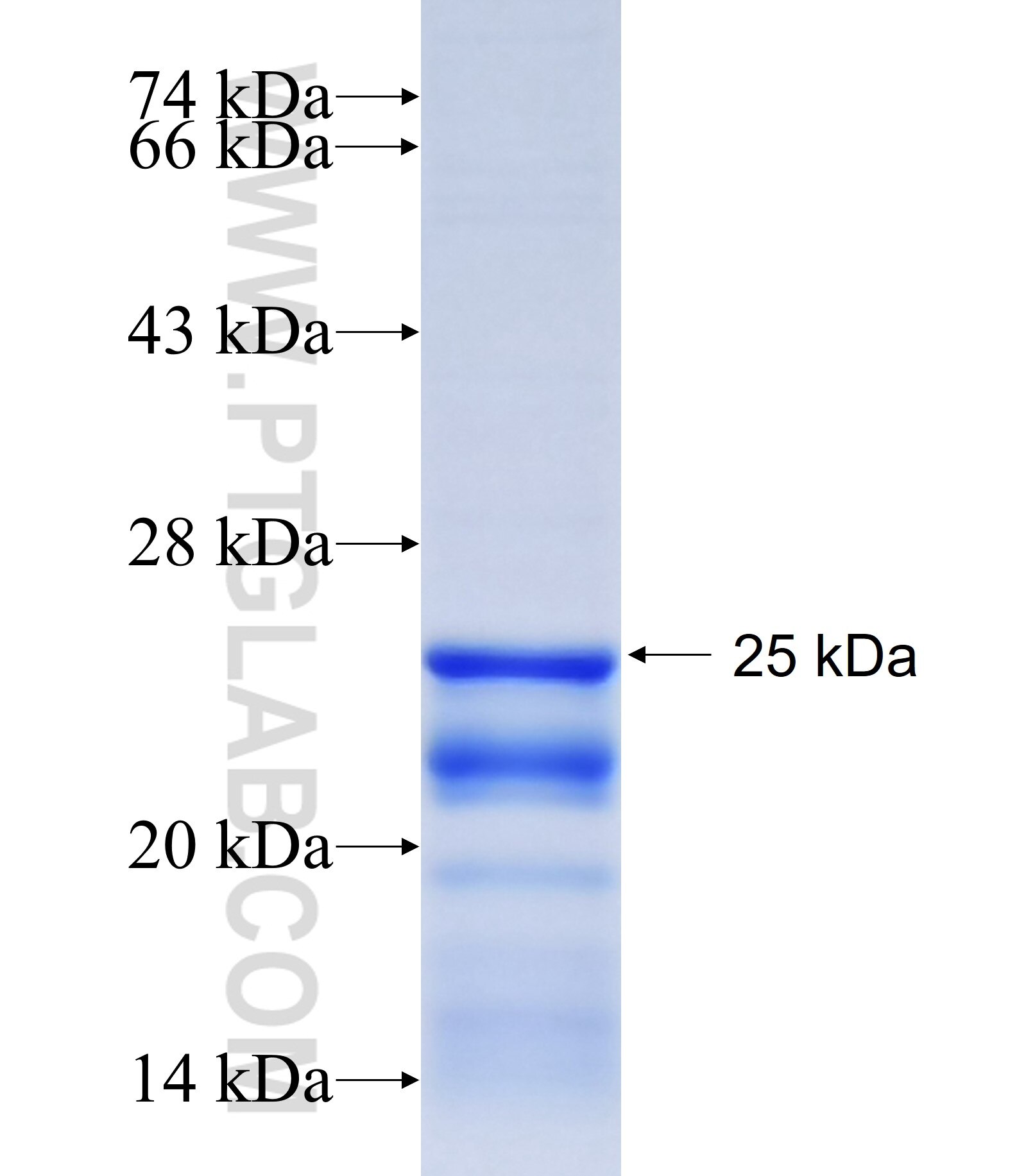 FAM98A fusion protein Ag23220 SDS-PAGE