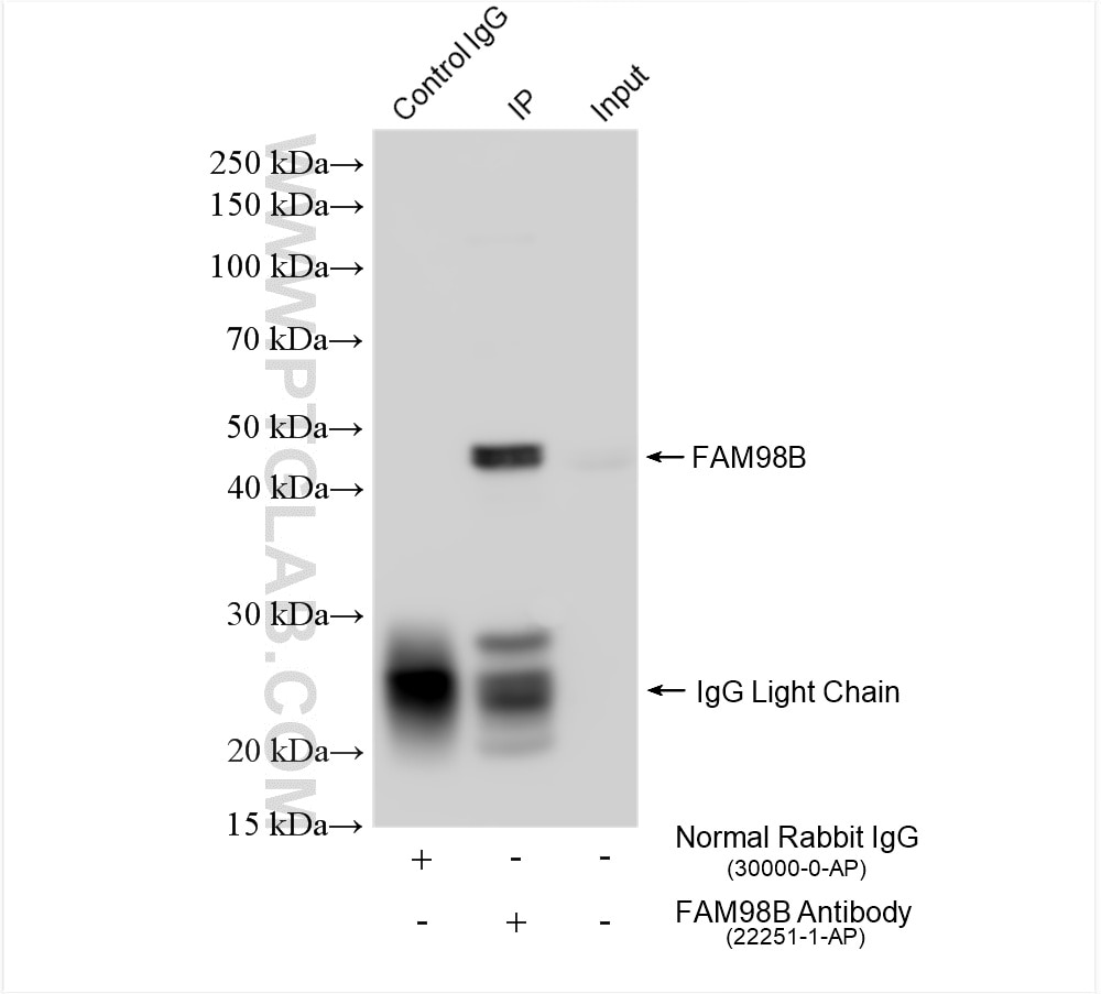 Immunoprecipitation (IP) experiment of HepG2 cells using FAM98B Polyclonal antibody (22251-1-AP)